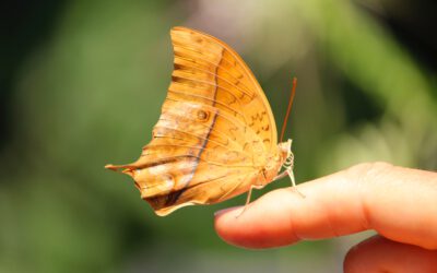 22. – 25.05.2025 Natur-Retreat „Wow – lebendige Freude“ mit Maria Heller