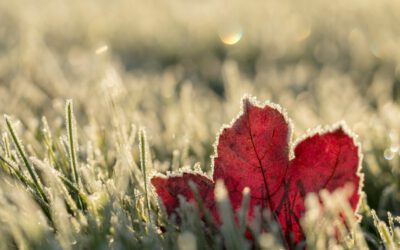 06.02. – 09.02.25 Natur-Retreat „Stop – Stille“ mit Maria Heller