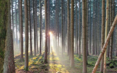 30.10. – 02.11.2026 Herbst-Auszeit im Allgäu für Frauen – Kraft tanken & die Seele nähren